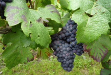 Champagne Jean Plener fils