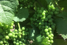 Champagne Jean Plener fils