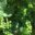 Champagne Jean Plener fils