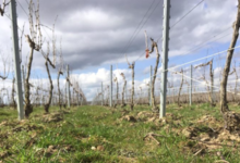 Champagne Jean Plener fils