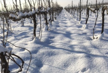 Champagne Jean Plener fils