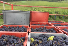 Champagne Jean Plener fils
