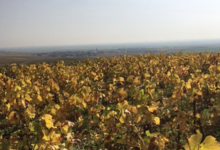 Champagne Jean Plener fils