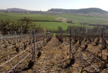 Champagne Le Gouive