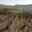 Champagne Le Gouive