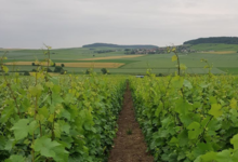 Champagne Le Gouive