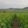 Champagne Le Gouive