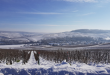 Champagne Le Gouive