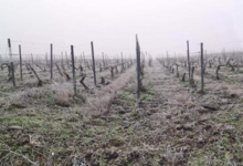Champagne Bertrand Jacquinet