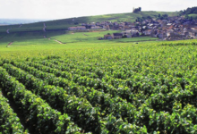 Champagne G.H Mumm
