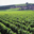 Champagne G.H Mumm