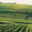 Champagne G.H Mumm