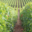 Champagne Oudit-Simonnet