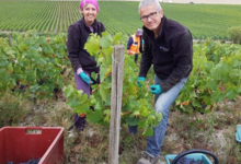 Champagne Oudit-Simonnet