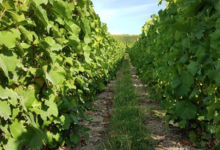 Champagne Oudit-Simonnet
