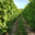 Champagne Oudit-Simonnet