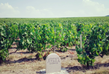 Champagne Ayala