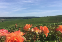 Champagne Ayala