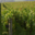 Champagne Bollinger
