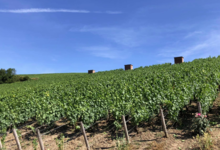 Champagne Deutz