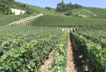 Champagne René Roger