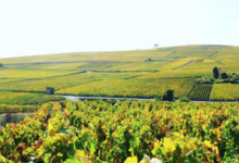 Champagne Sylvain Guinard