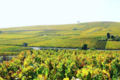Champagne Sylvain Guinard