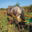 Champagne Augustin