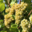 Champagne Louis Nicaise