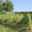 Champagne Louis Nicaise