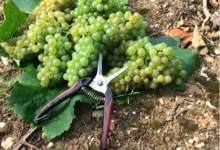 Champagne Liebart-Tournant