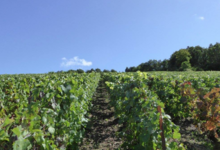 Champagne Henri Perrin