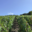 Champagne Henri Perrin