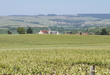 Champagne Masse Liébart et Fils