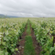 Champagne Gilles Poudras