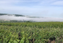 Champagne Collard-Leveau