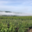 Champagne Collard-Leveau
