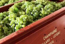 Champagne Collard-Leveau