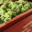 Champagne Collard-Leveau