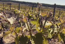 Champagne Collard-Leveau