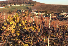Champagne Collard-Leveau