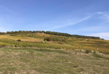 Champagne Collard-Leveau