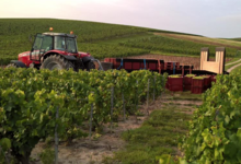 Champagne Didier Lapie