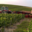 Champagne Didier Lapie
