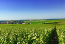 Champagne Didier Lapie