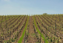 Champagne JC Rogé