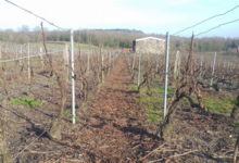 Champagne Michel Guillemart et fils