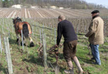 Champagne Alain Bernard