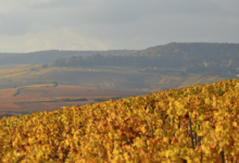 Champagne Alain Bernard