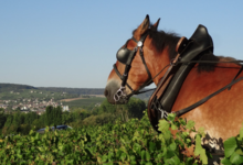 Champagne Alain Bernard